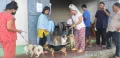 Mass Dog vaccination programme at Mokokchung
